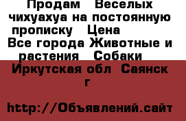 Продам.  Веселых чихуахуа на постоянную прописку › Цена ­ 8 000 - Все города Животные и растения » Собаки   . Иркутская обл.,Саянск г.